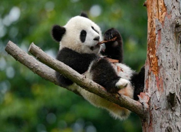 China Adventures and Panda Highlights